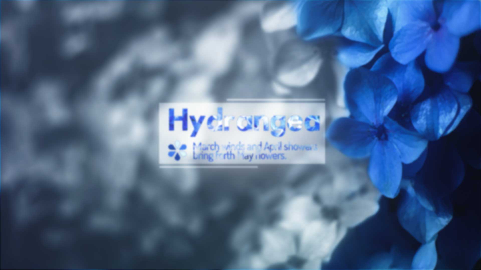 HYDRANGEA_02