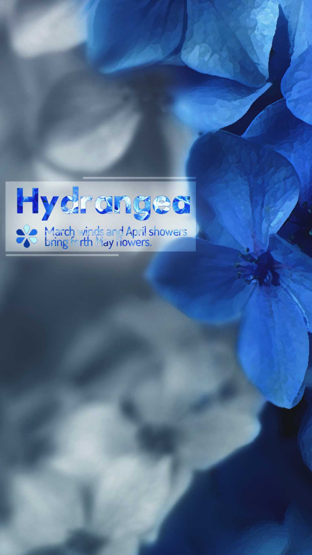 HYDRANGEA